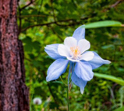 The Columbine is the Colorado State Flower
