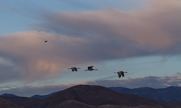 Sand Hill Cranes Migrating to Colorado
