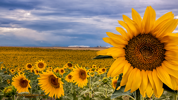 Sunflower fields in front of Denver International Airport