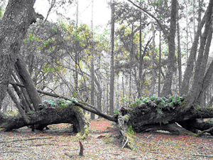 Pine flatwoods and trail in Split Oak Forest near Lake Nona