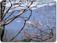 196 acres for sale in wilkes county nc