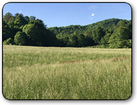 Land for sale near Elk Creek in Wilkes County NC