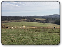 Ranch For Sale in Wilkes County NC