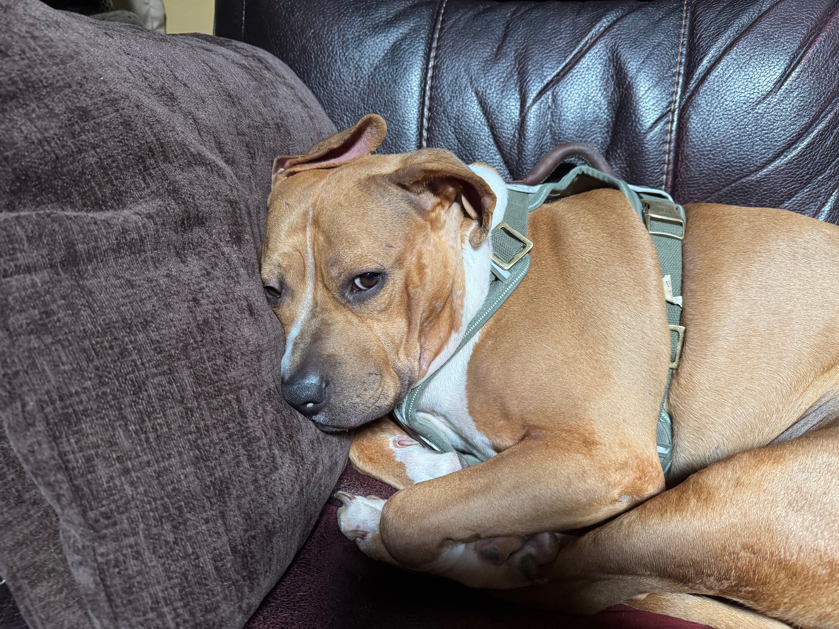 Roxy my dog