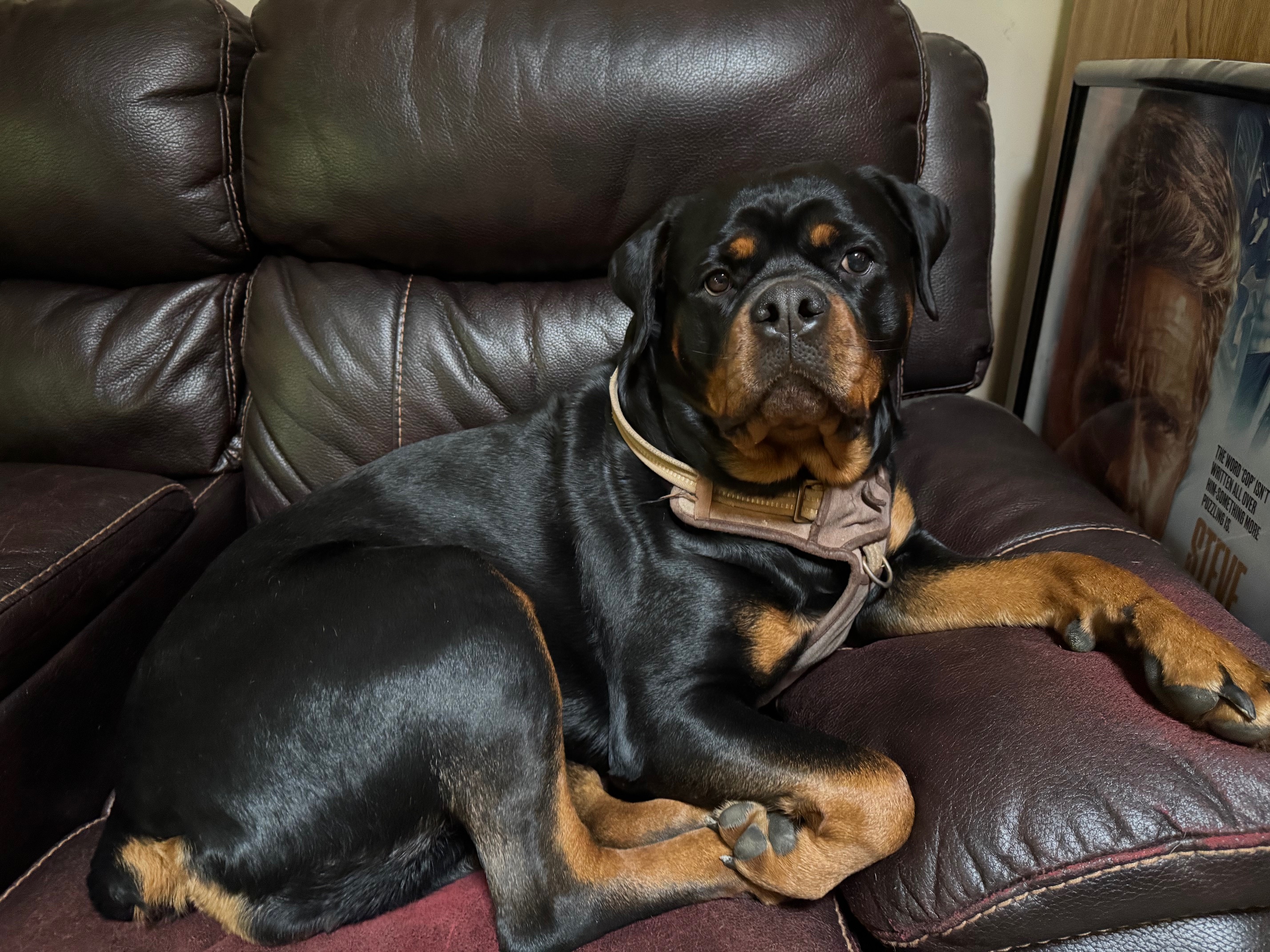Dixie my dog