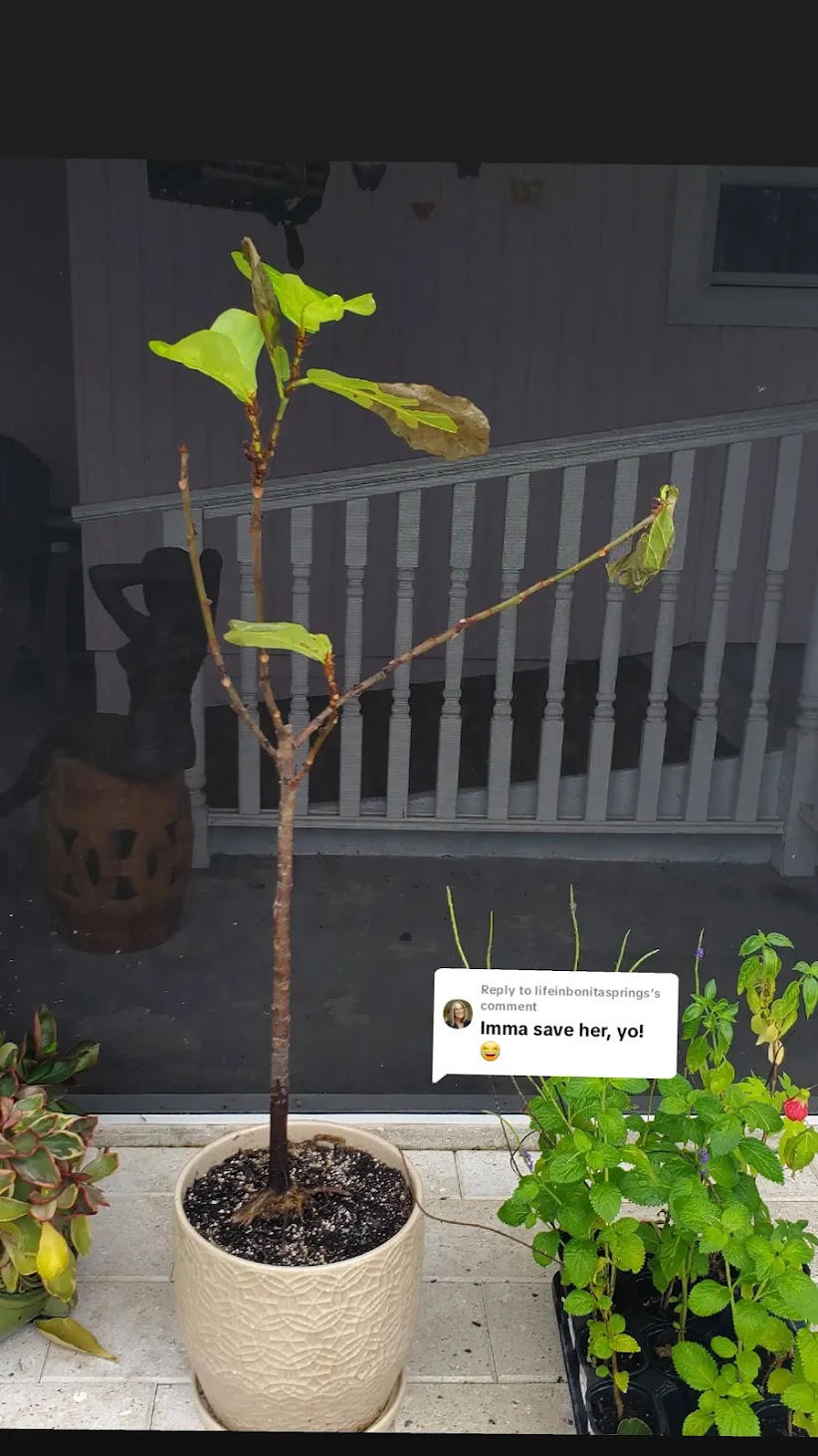 Caring For Plants in Southwest Florida