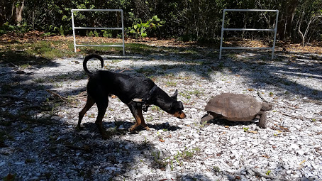 Gopher Tortoise in SWFL