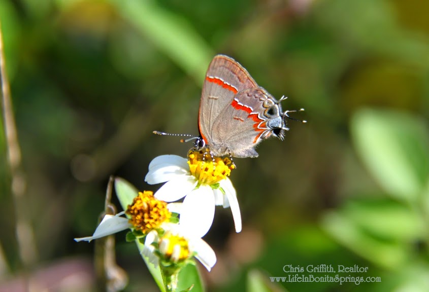 Red Banded Hairstreak Butterfly