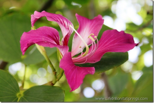 Bonita Springs Orchid Tree