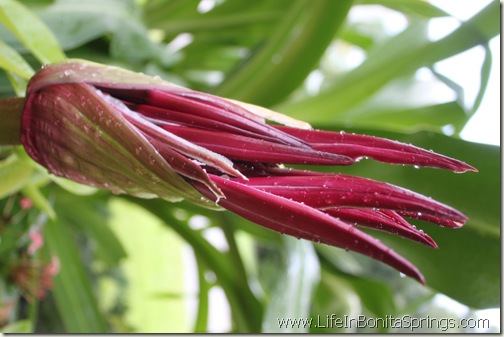 Burgundy Flower