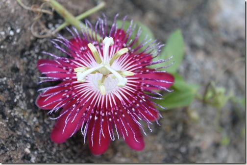 Flower on The Rocks