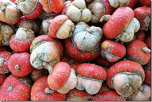 Indian Acorn