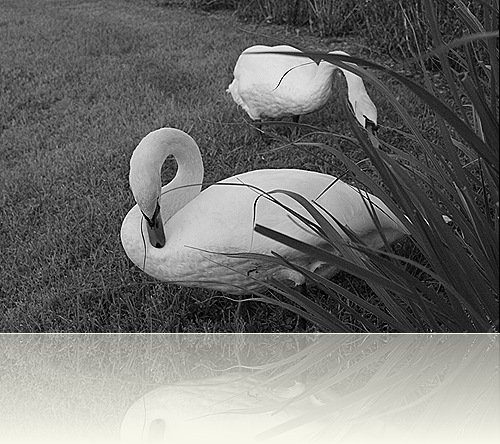 Swans