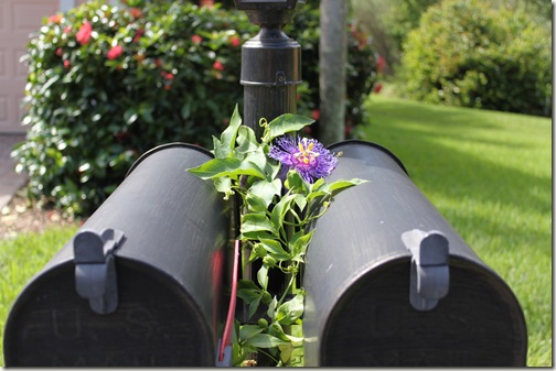 Passaflora Mailbox