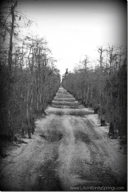 East Bonita Swamp Buggy Trail