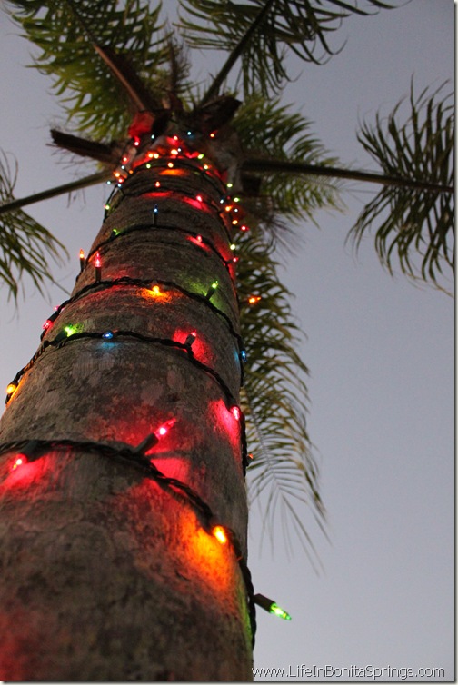 Decorated Palm Decorated Palm