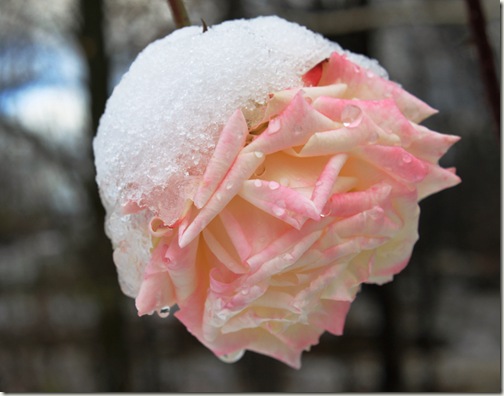 snow rose