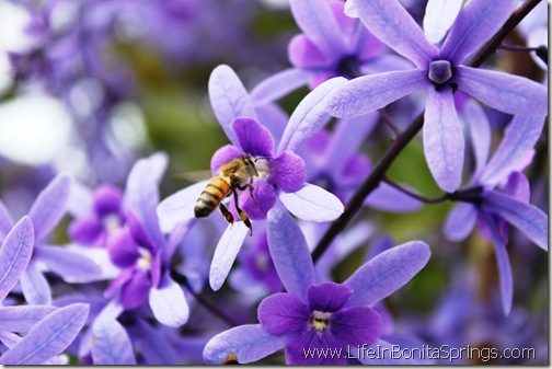 Flying Bee