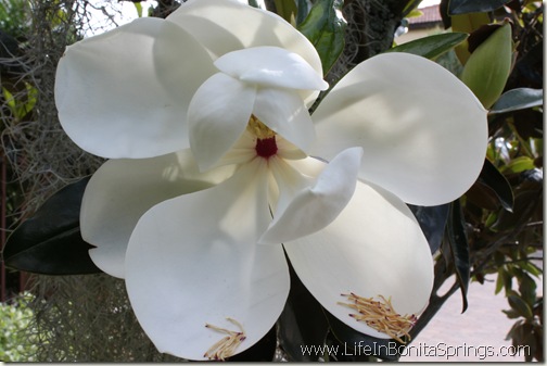 Magnoilia