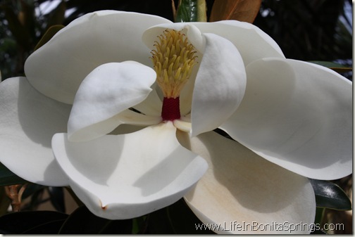 Magnolia at Serrano