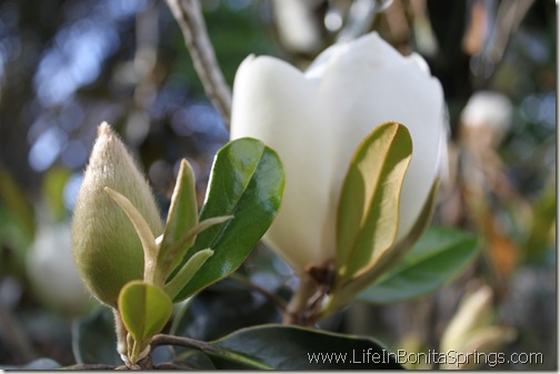Magnolias in The Making