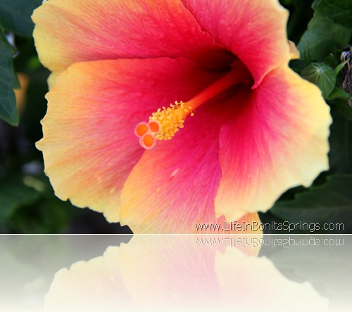 Melody Lane Hibiscus