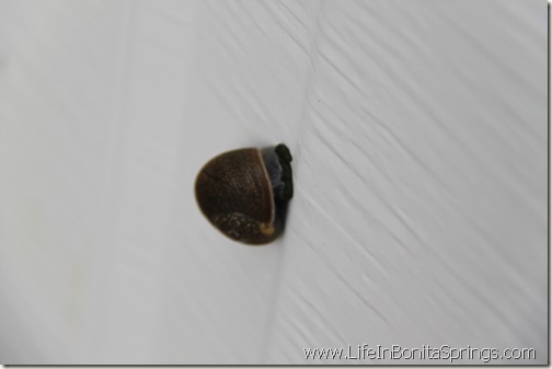 Sleeping Snail