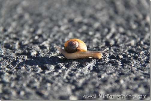 Snail Rockin that Bass Treble