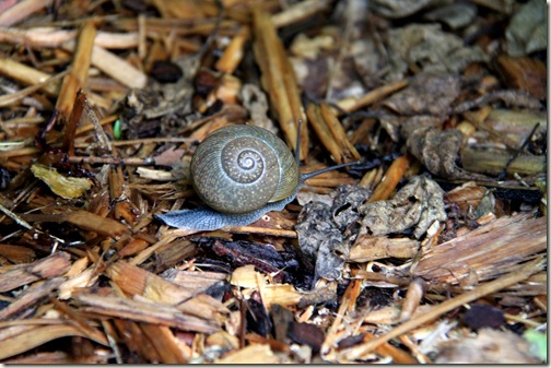 Snail Off Roading
