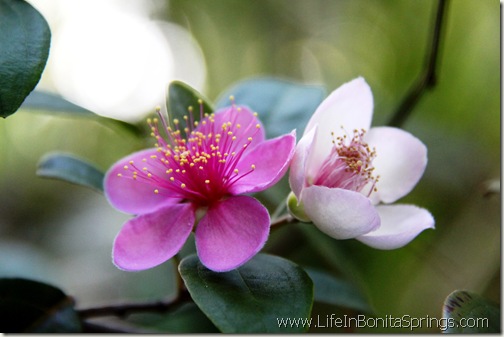 They Look Like Apple Blossoms