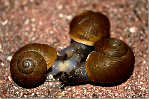 Three Snails "Discussing Politics"