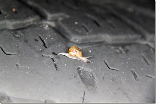 Introducing: The Pirelli Snail