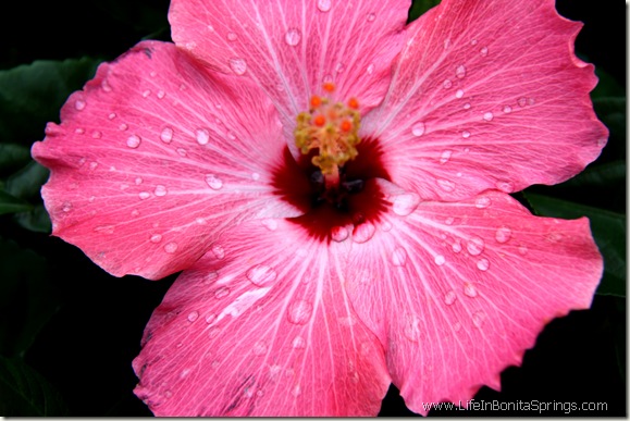 Pink Rainy Hibiscus blossom