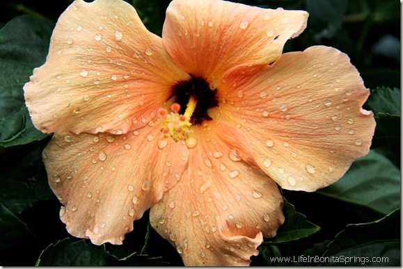 Rainy Peach Hibiscus