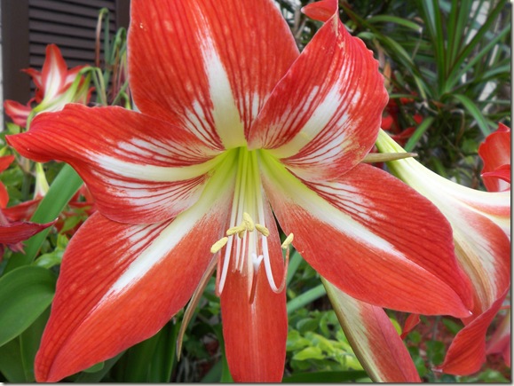 Star Gazer