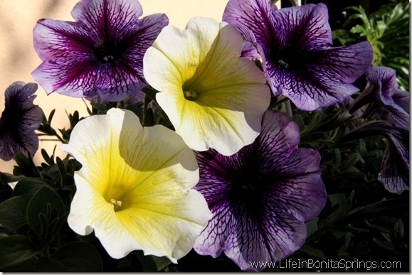 Purple and Yellow Petunias