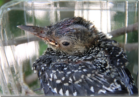 My Grand Bird Pecker