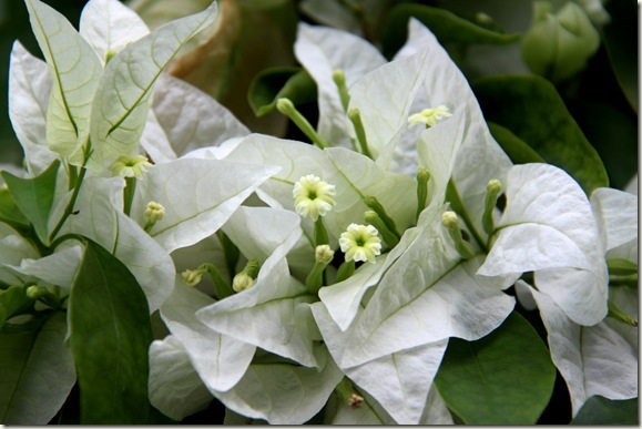 White Bouganvilla