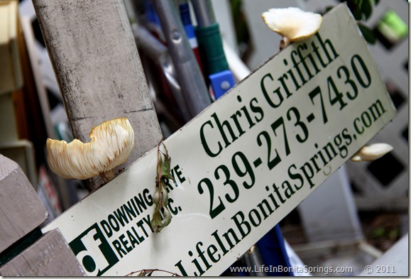 Chris Griffith Mushroom Sign