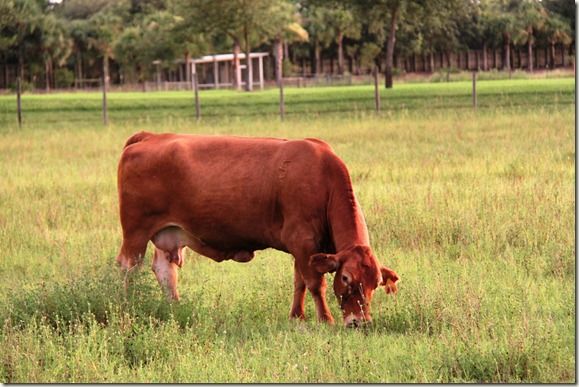 Daisy the Bonitian Cow