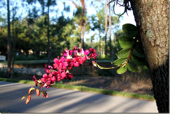 Orchid Tree