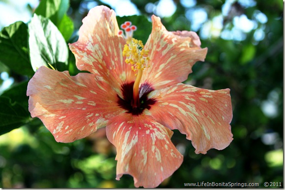 Veriegated Hibiscus