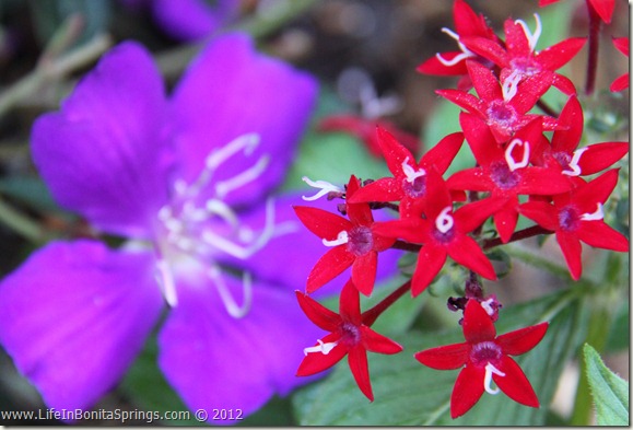 Brilliant Red Penta in