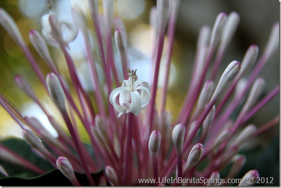 Purple Flower in Bonita Bay