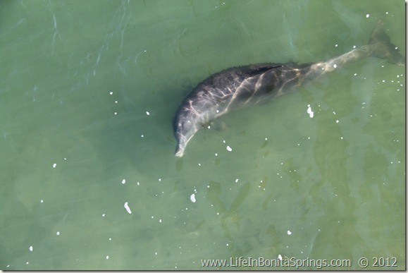 Bonita Springs Dolphin 1