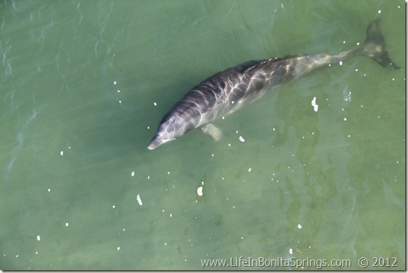 Bonita Springs Dolphin 2