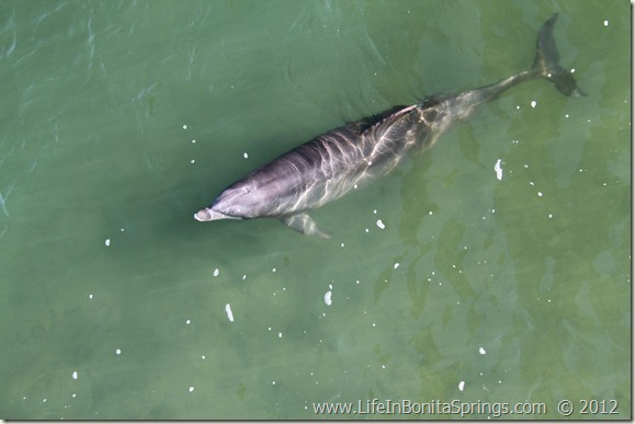 Bonita Springs Dolphin 3
