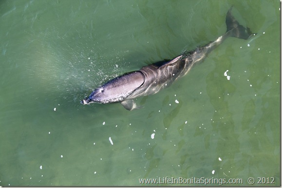 Bonita Springs Dolphin 4