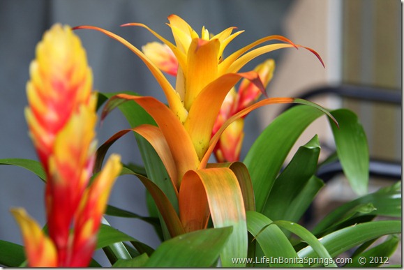 Bromelias in Bonita Springs