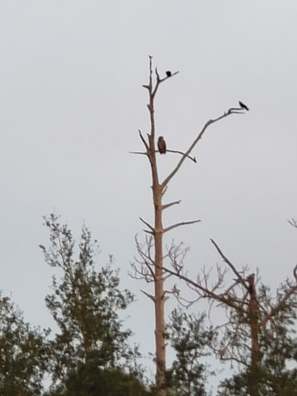 River Park Barred Owl